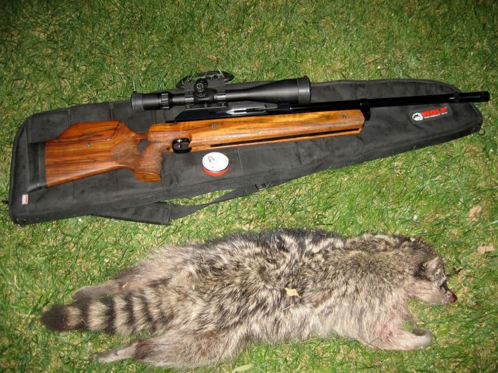 JW80 Mk II Vs Raccoon With Predator .22 Pellet Photo by